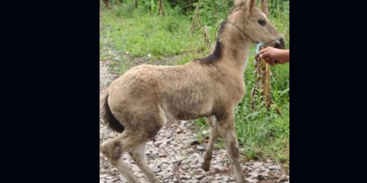 BM encontra animais que poderiam virar hambúrguer em Caxias do Sul
