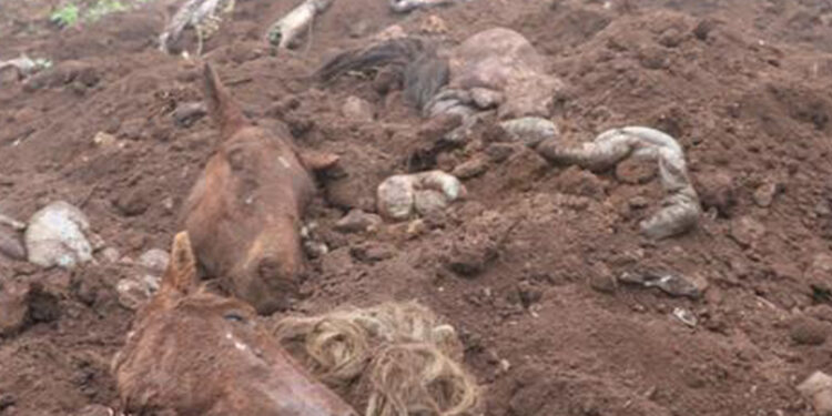 DIVULGADA A LISTA DOS ESTABELECIMENTOS QUE COMPRAVAM HAMBURGUER COM CARNE DE CAVALO