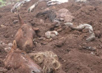 Lista dos estabelecimentos que compravam “hambúrgueres de cavalo” será divulgada nesta sexta-feira, pelo MP