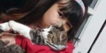 Menina de sete anos morre ao ser atropelada na BR-116, em Caxias do Sul