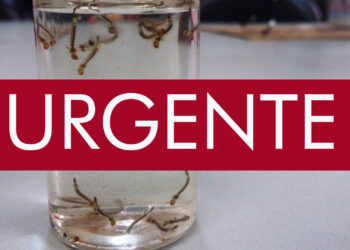 ALERTA URGENTE: índice larvário de dengue aumenta em Nova Roma do Sul