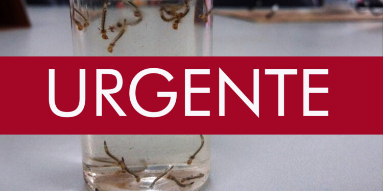 ALERTA URGENTE: índice larvário de dengue aumenta em Nova Roma do Sul