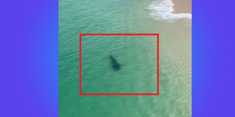 Praia em Fernando de Noronha segue fechada após ataque de tubarão