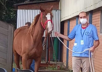 Cavalos resgatados da quadrilha dos “hambúrgueres” já foram adotados em Caxias do Sul
