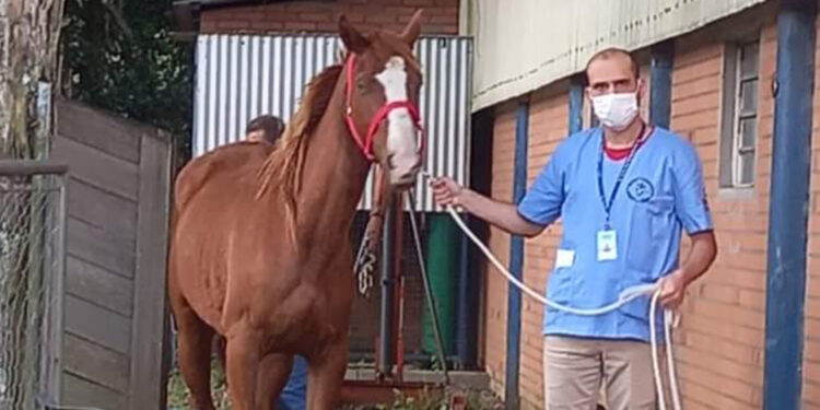 Cavalos resgatados da quadrilha dos “hambúrgueres” já foram adotados em Caxias do Sul