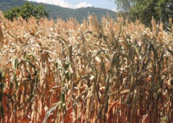 Sobe para 49 o número de municípios em situação de emergência por falta de água no RS