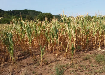 Em meio a estiagem, mais de metade dos municípios gaúchos decretam situação de emergência