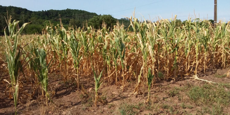 Em meio a estiagem, mais de metade dos municípios gaúchos decretam situação de emergência