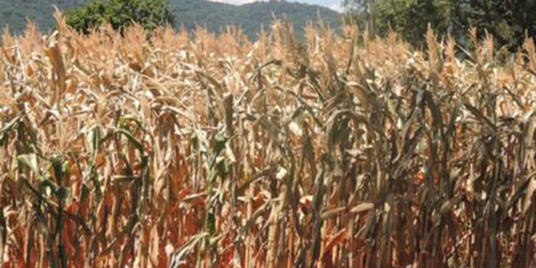 Sobe para 49 o número de municípios em situação de emergência por falta de água no RS