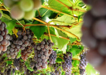 Está oficialmente aberta a programação “É tempo de vindima” em Flores da Cunha