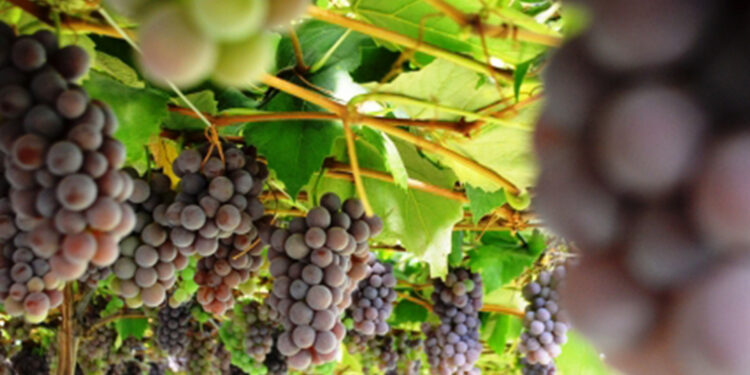 Está oficialmente aberta a programação “É tempo de vindima” em Flores da Cunha