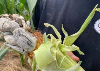 Fungo raro aparece em plantação de milho em Pinto Bandeira