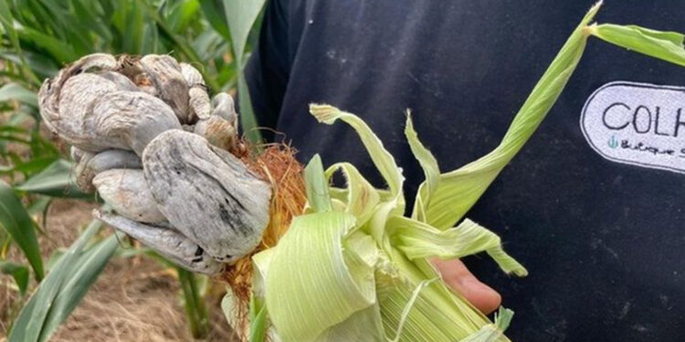 Fungo raro aparece em plantação de milho em Pinto Bandeira