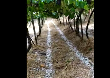 Chuva de granizo causa prejuízo no interior de Flores da Cunha