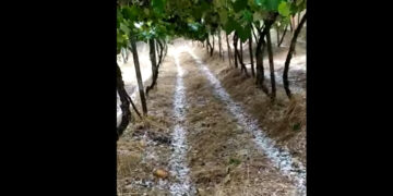 Chuva de granizo causa prejuízo no interior de Flores da Cunha
