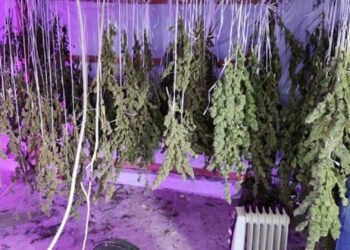 Polícia Civil descobre plantação de maconha em estufa no RS