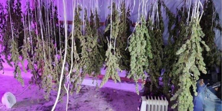 Polícia Civil descobre plantação de maconha em estufa no RS