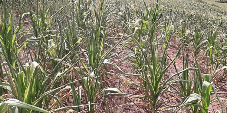 Nova Pádua decreta situação de emergência e estima perdas de R$ 9,1 milhões com a estiagem