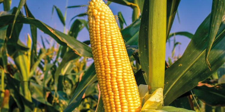 Senado aprova MP do Milho que beneficia pequenos criadores de animais