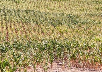 Flores da Cunha decreta situação de emergência devido à estiagem que assola o município