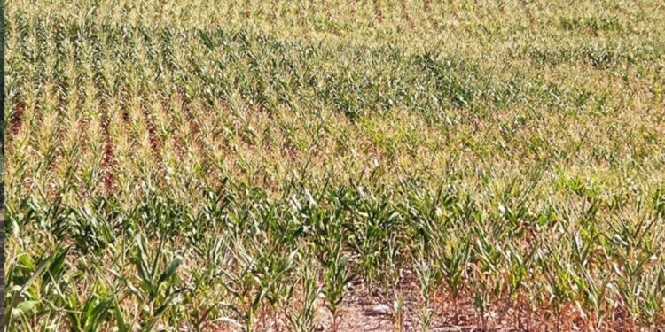 Flores da Cunha decreta situação de emergência devido à estiagem que assola o município