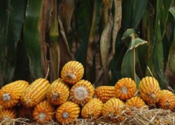 Subsídio de 100% no Programa Troca-Troca vale para produtores que residam em municípios com decreto de emergência homologado