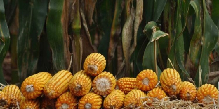 Subsídio de 100% no Programa Troca-Troca vale para produtores que residam em municípios com decreto de emergência homologado