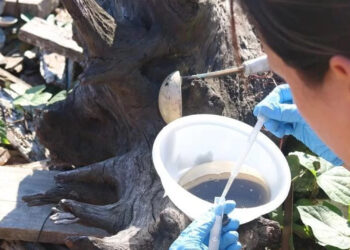 Caxias do Sul confirma caso de dengue autóctone