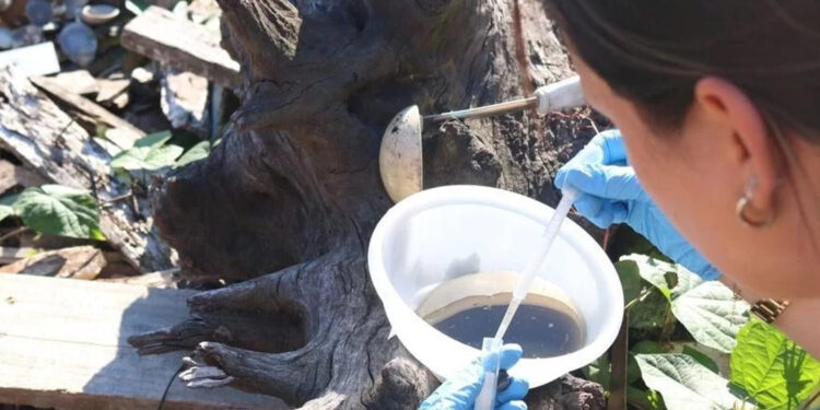 Caxias do Sul confirma caso de dengue autóctone