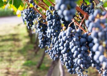 Preço mínimo do quilo da uva pode chegar a R$ 1,35