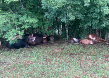 Raio mata 8 animais de grande porte em Gustavo Vaza no interior de Nova Roma do Sul