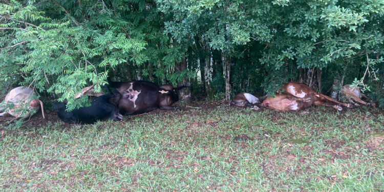 Raio mata 8 animais de grande porte em Gustavo Vaza no interior de Nova Roma do Sul