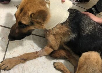 Cadela que teve a garganta cortada em Farroupilha passa bem.