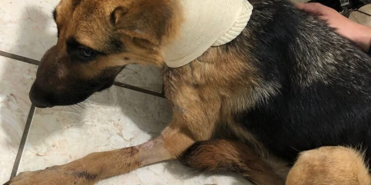 Cadela que teve a garganta cortada em Farroupilha passa bem.