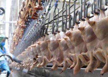 Exportação de carne de frango sobe 5,7%