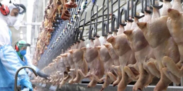 Exportação de carne de frango sobe 5,7%