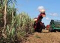 Perda na safra de grãos do Rio Grande do Sul passa de 38%
