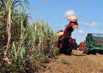 Perda na safra de grãos do Rio Grande do Sul passa de 38%