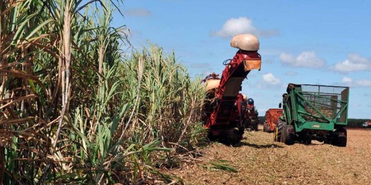 Perda na safra de grãos do Rio Grande do Sul passa de 38%