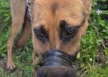 BM encontra cadela com garganta cortada e seu focinho amarrado com fita isolante, em Farroupilha