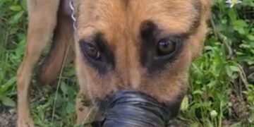 BM encontra cadela com garganta cortada e seu focinho amarrado com fita isolante, em Farroupilha