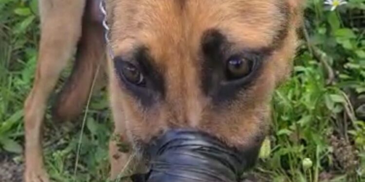 BM encontra cadela com garganta cortada e seu focinho amarrado com fita isolante, em Farroupilha