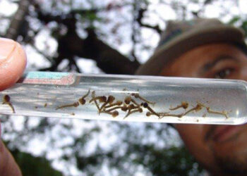 Nova variante da dengue é mais transmissível e aumenta chance de casos graves