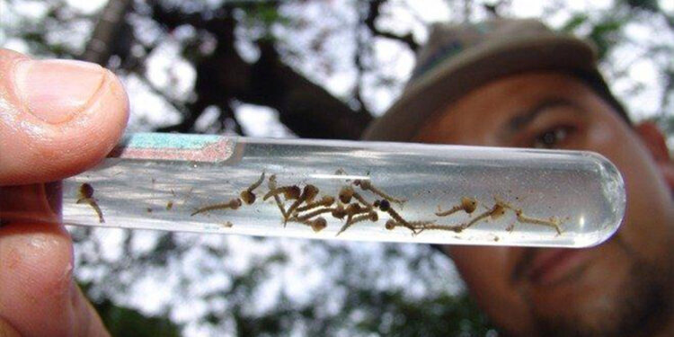 Nova variante da dengue é mais transmissível e aumenta chance de casos graves