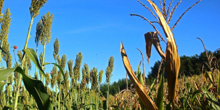 Pedidos para o programa Troca-Troca de Sementes podem ser feitos a partir desta segunda (30)