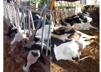 Vacas morrem após choque elétrico, no interio de Constantina. Veja o vídeo:
