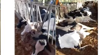 Vacas morrem após choque elétrico, no interio de Constantina. Veja o vídeo: