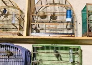 Polícia Civil deflagra operação contra crueldade de animais em cidades do RS