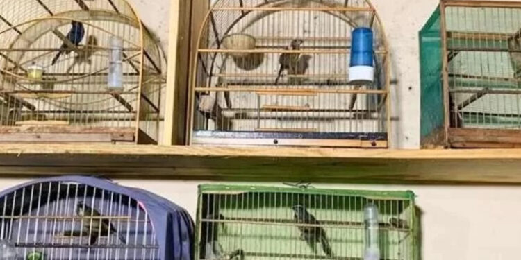 Polícia Civil deflagra operação contra crueldade de animais em cidades do RS