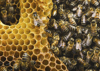 Comércio ilegal de abelhas na internet é ameaça à espécie